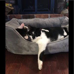 Meet your Posher, Susan