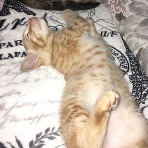 Meet your Posher, Ana sofia