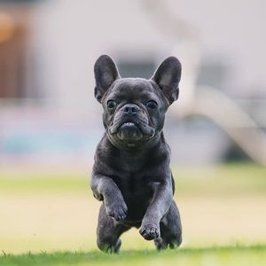 Meet your Posher, Bobbi