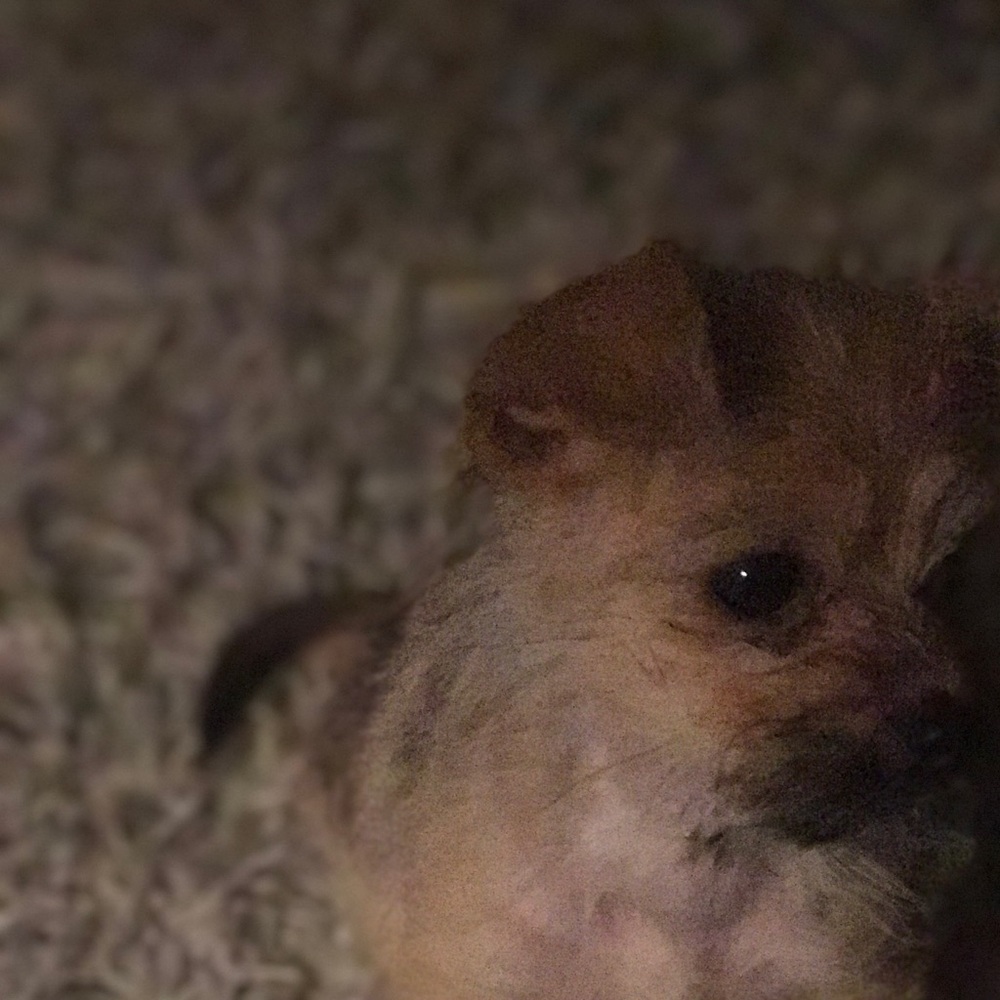 Meet your Posher, Theresa