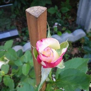 Meet your Posher, Penny