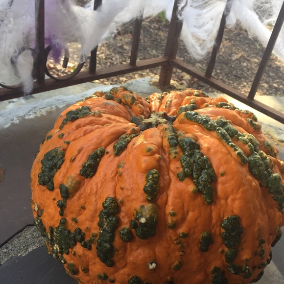 Meet your Posher, Anna - Picture 1 of 1