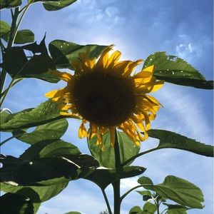 Meet your Posher, Lindsey