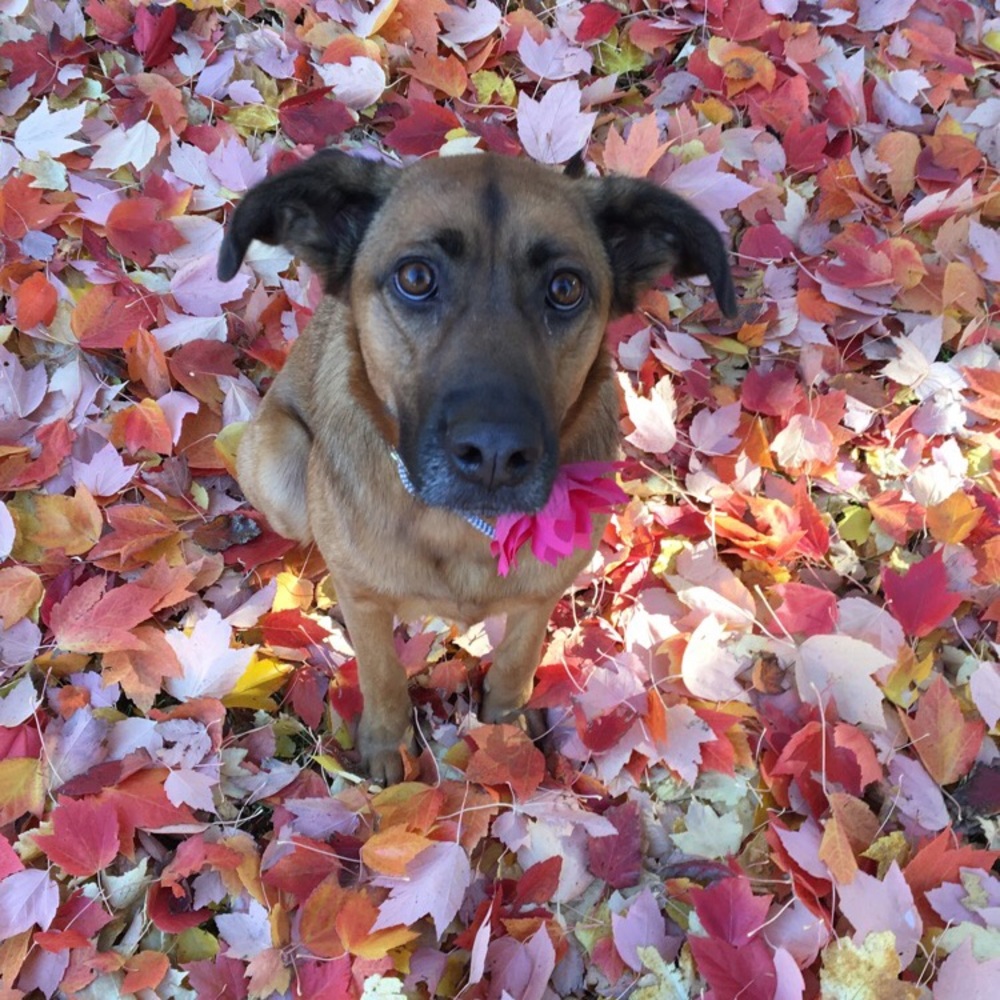 Meet your Posher, Libby