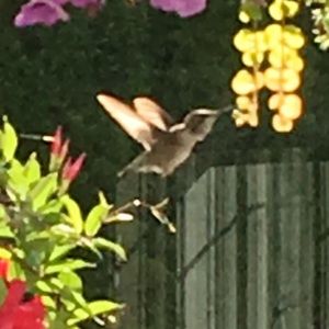 Meet your Posher, Margo