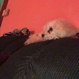 Meet your Posher, Daisy