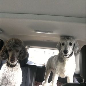 Meet your Posher, Robin