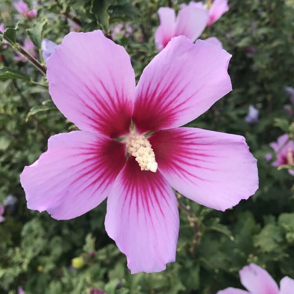 Meet your Posher, Katy - Picture 1 of 1