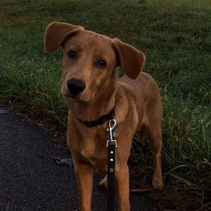 Meet your Posher, Lindsay