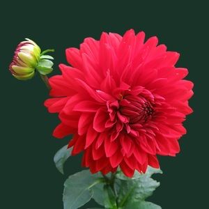 Meet your Posher, Elle