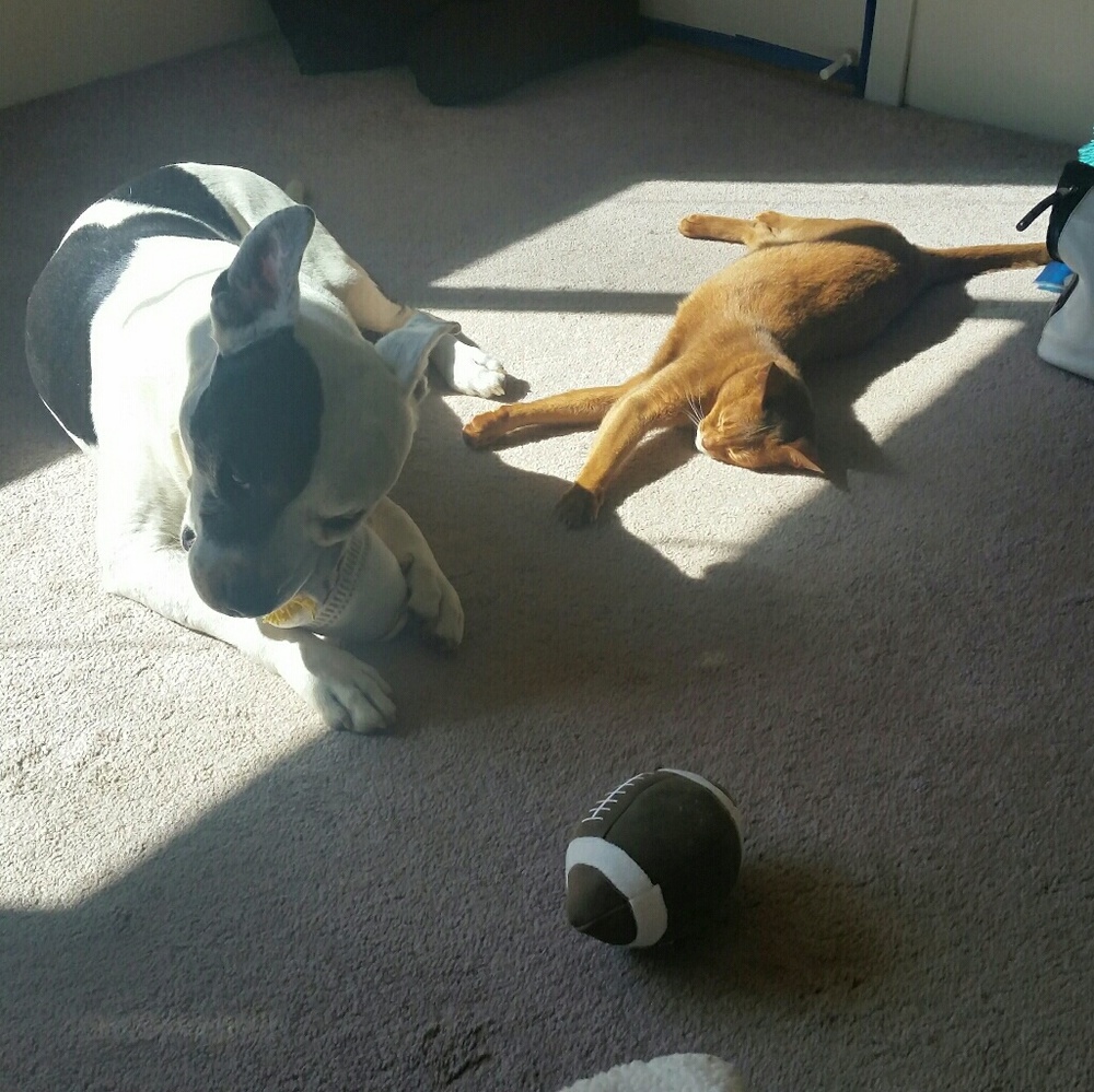 Meet my fur babies!
