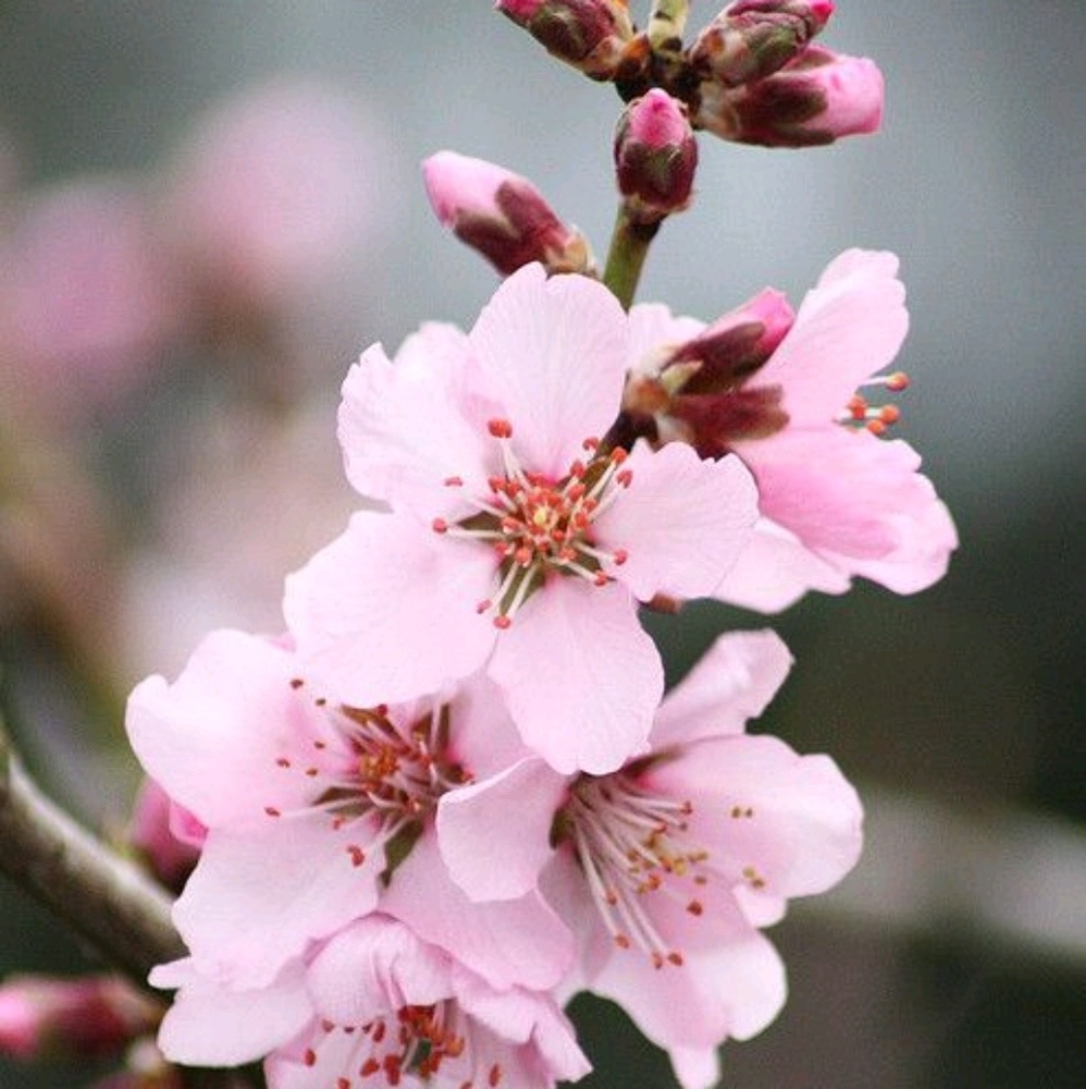 Meet your Posher, Ruby