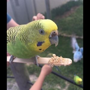 Meet your Posher, Jean