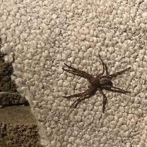 Meet your Posher, Shawn