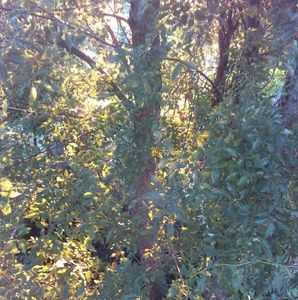 Meet your Posher, Kenny