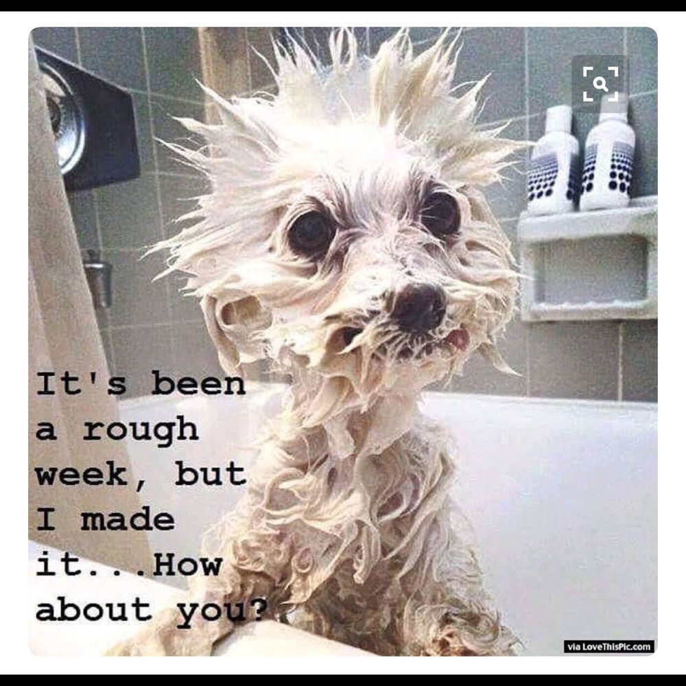 Meet your Posher, Anna