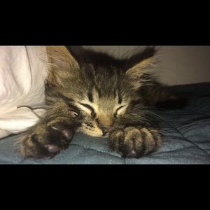 Meet your Posher, Isabella