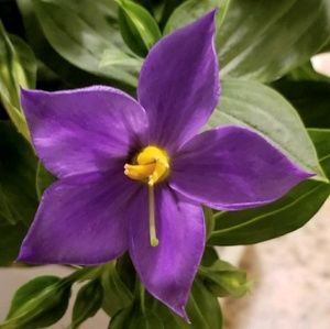 Meet your Posher, Kimmie