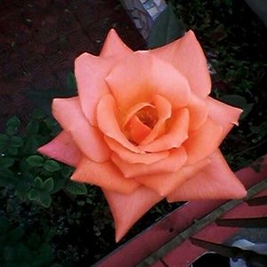 Meet your Posher, Jorjany