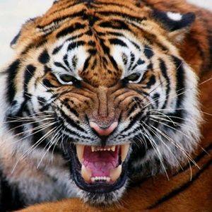 Meet your Posher, Denise