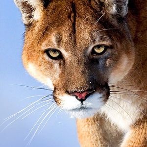 Meet your Posher, April