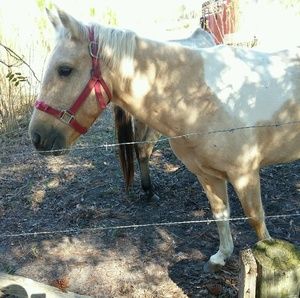 Meet your Posher, Joy