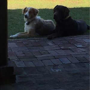 Meet your Posher, Alison