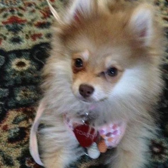 Meet your Posher, Dianne - Picture 1 of 1