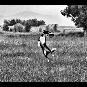 Meet your Posher, Dora