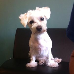 Meet your Posher, Nicholas