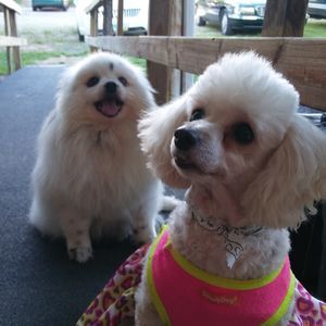 Meet your Posher, Marie