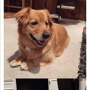 Meet your Posher, Annie