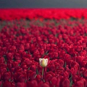 Meet your Posher, Abeer