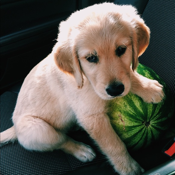 Meet your Posher, Morgan - Picture 3 of 4