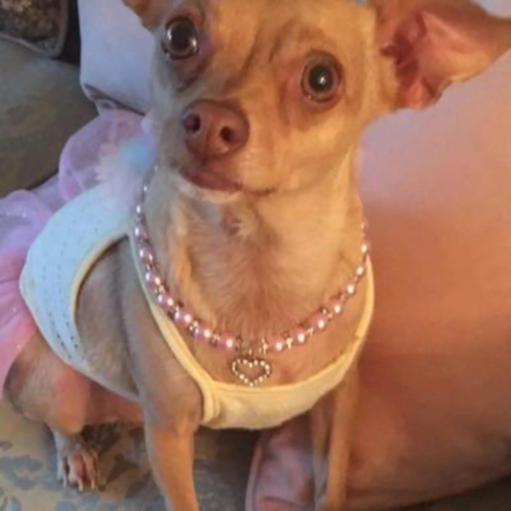Dog or cat necklace