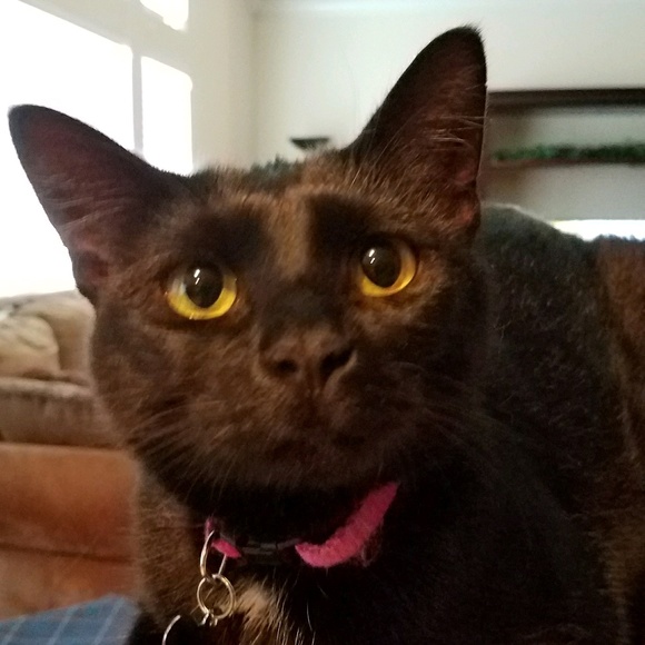 Meet your Posher, Lauren - Picture 3 of 3