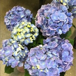 Meet your Posher, Myra