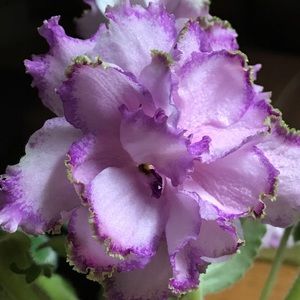 Meet your Posher, Patricia