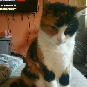 Meet your Posher, Samantha