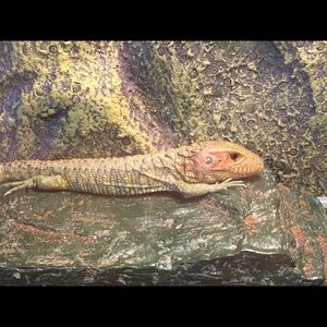 Meet your Posher, Paul