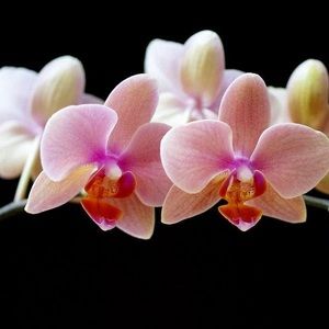 Meet your Posher, Toi