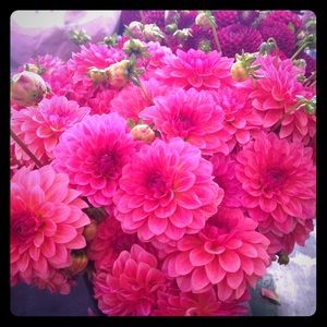 Meet your Posher, Alexandra