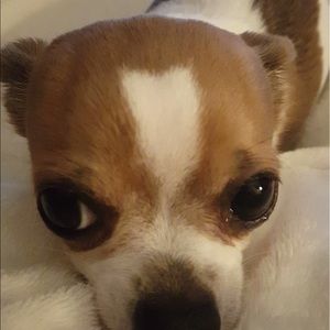 Meet your Posher, Carmen