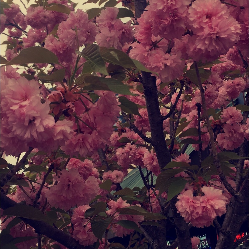 Meet your Posher, Alexia