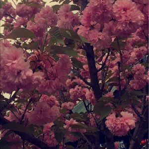 Meet your Posher, Alexia