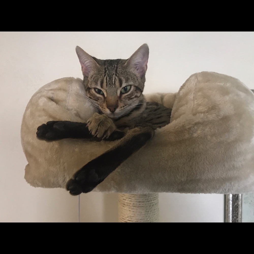 Meet your Posher, Luci