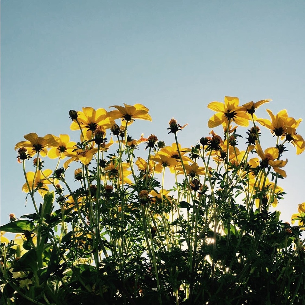 Meet your Posher, Al