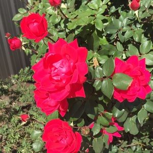 Meet your Posher, Angelina