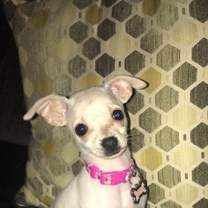 Meet your Posher, Ariel