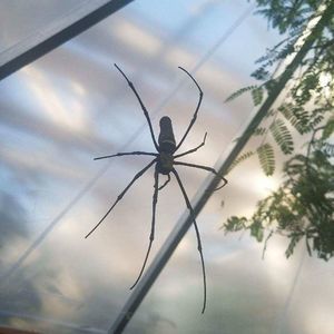 Meet your Posher, Angel